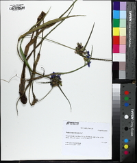 Tradescantia ohiensis image