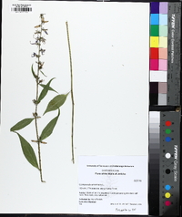 Campanulastrum americanum image