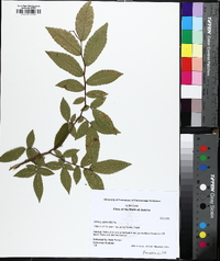 Ulmus alata image