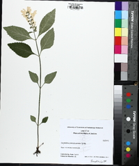 Scutellaria pseudoserrata image