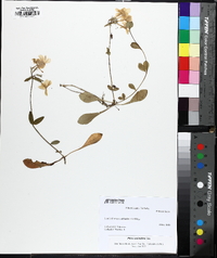 Phlox stolonifera image