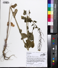 Alliaria petiolata image