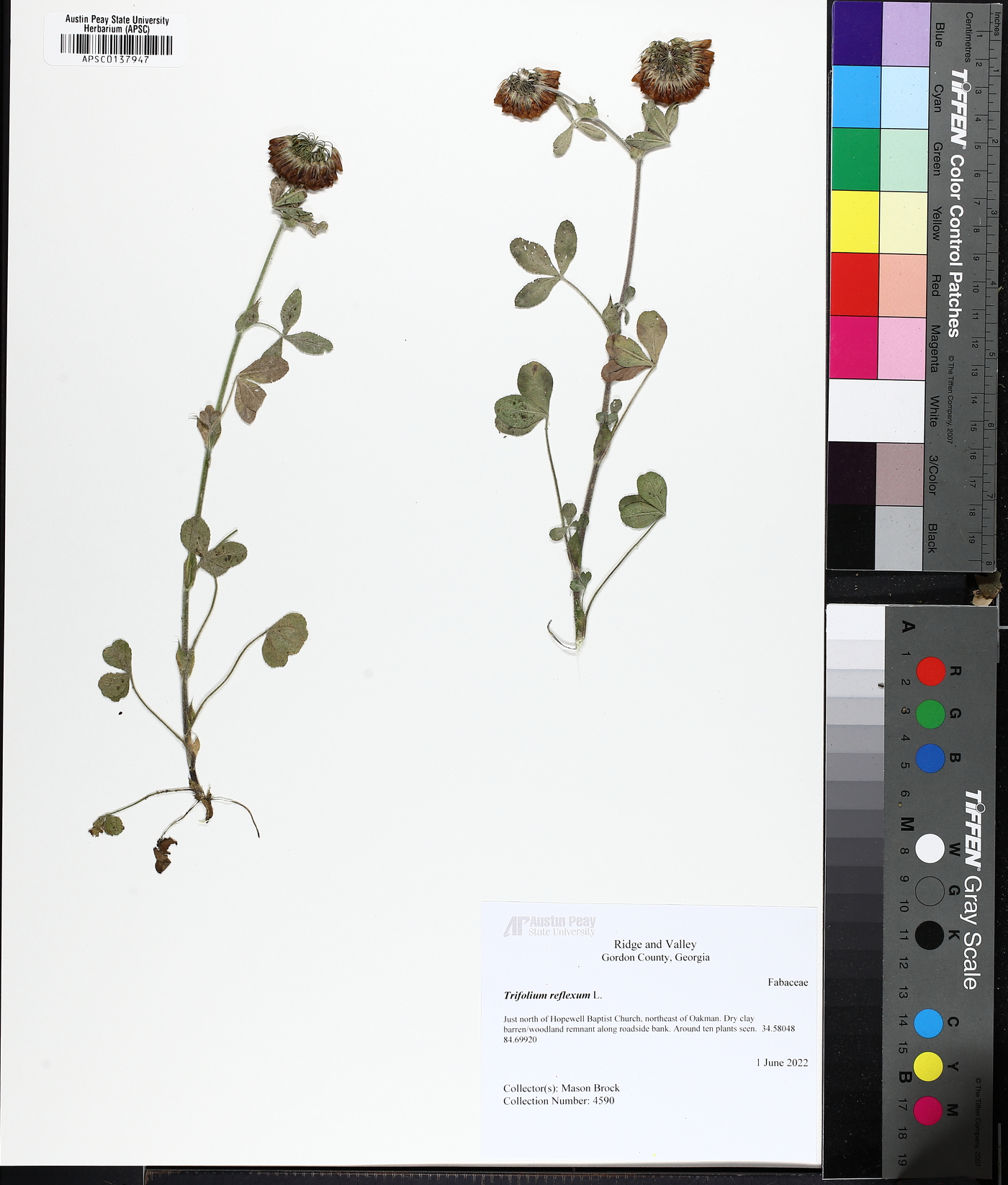 Trifolium reflexum image