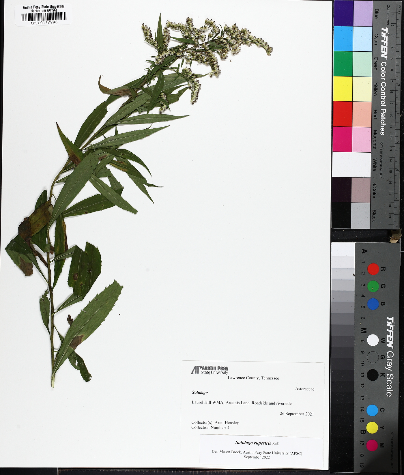 Solidago rupestris image