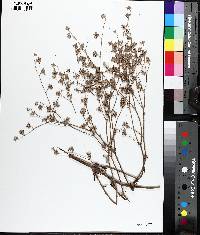 Eriogonum harperi image