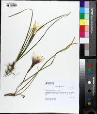 Zephyranthes atamasca image