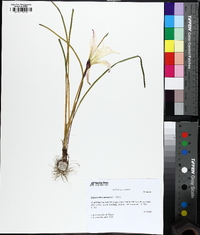 Zephyranthes atamasca image