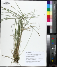 Carex bromoides image