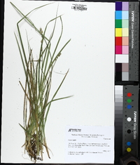 Carex ruthii image