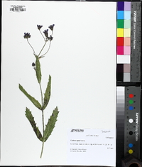 Verbena rigida image