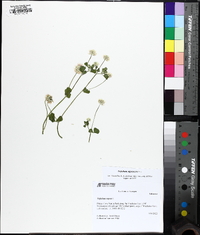 Trifolium nigrescens image