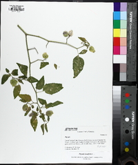 Physalis longifolia image