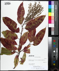 Oxydendrum arboreum image