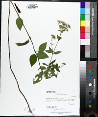 Ageratina aromatica image