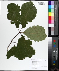 Quercus montana image