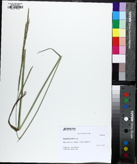 Paspalum urvillei image