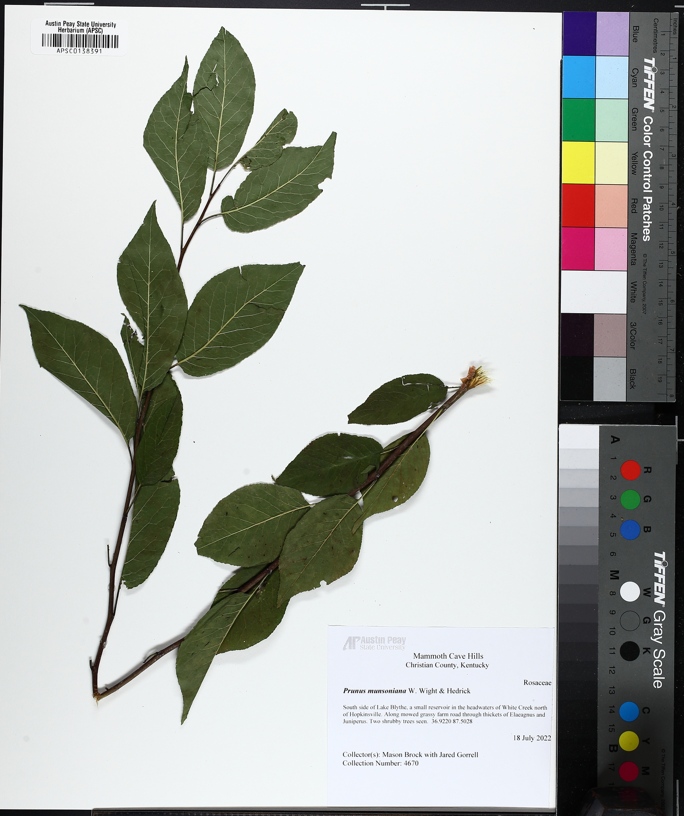 Prunus munsoniana image