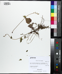 Mitella diphylla image