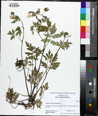 Phacelia bipinnatifida image