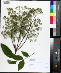 Aralia spinosa image