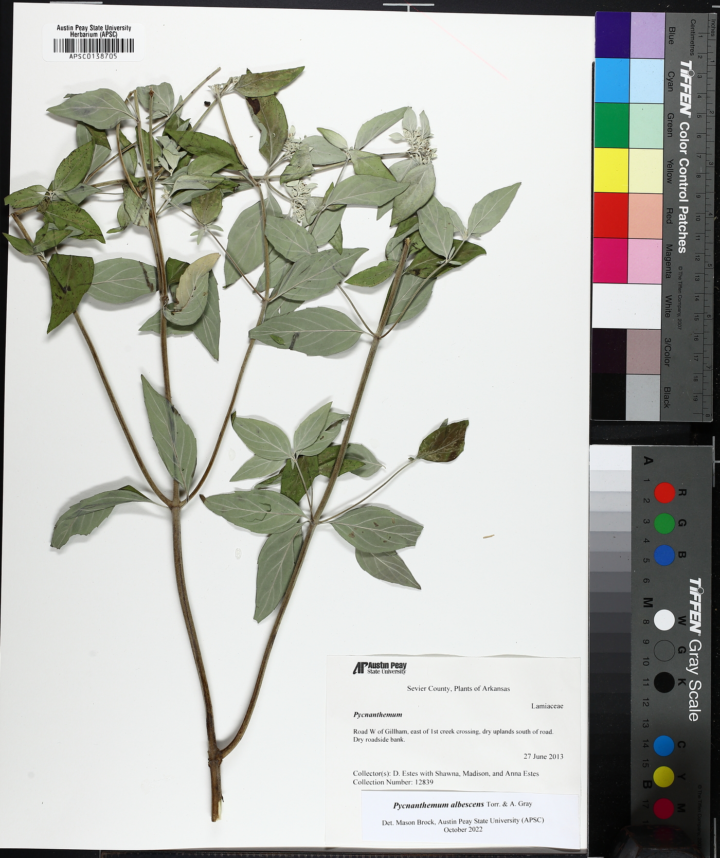 Pycnanthemum albescens image