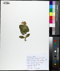 Lonicera flava image