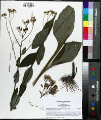 Arnoglossum ovatum image