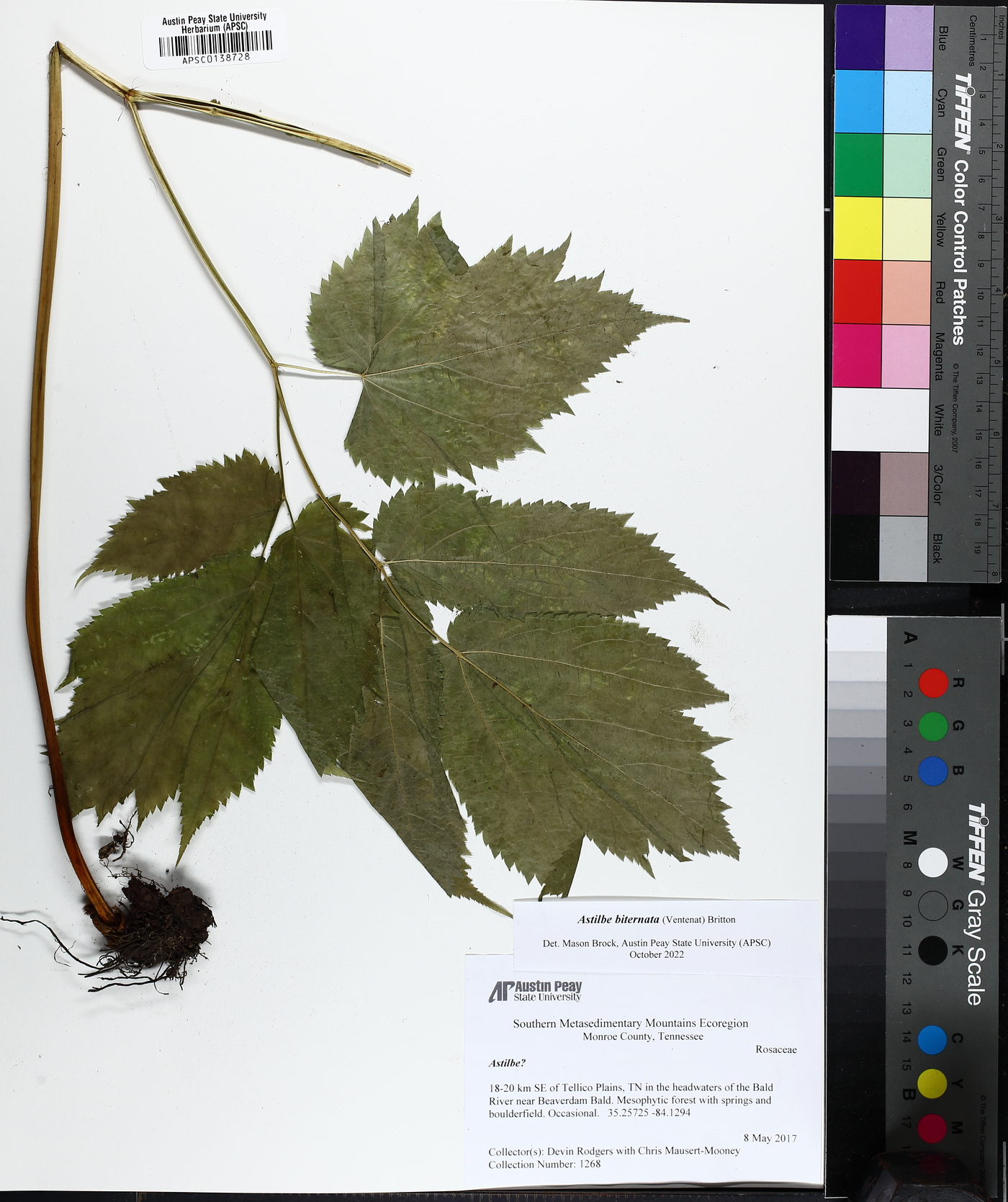 Astilbe biternata image