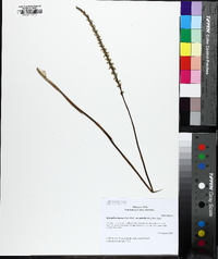 Spiranthes lacera image