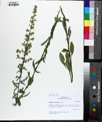 Solidago erecta image