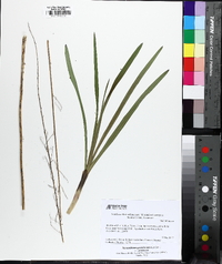 Stenanthium gramineum image