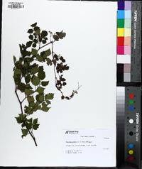 Nekemias arborea image