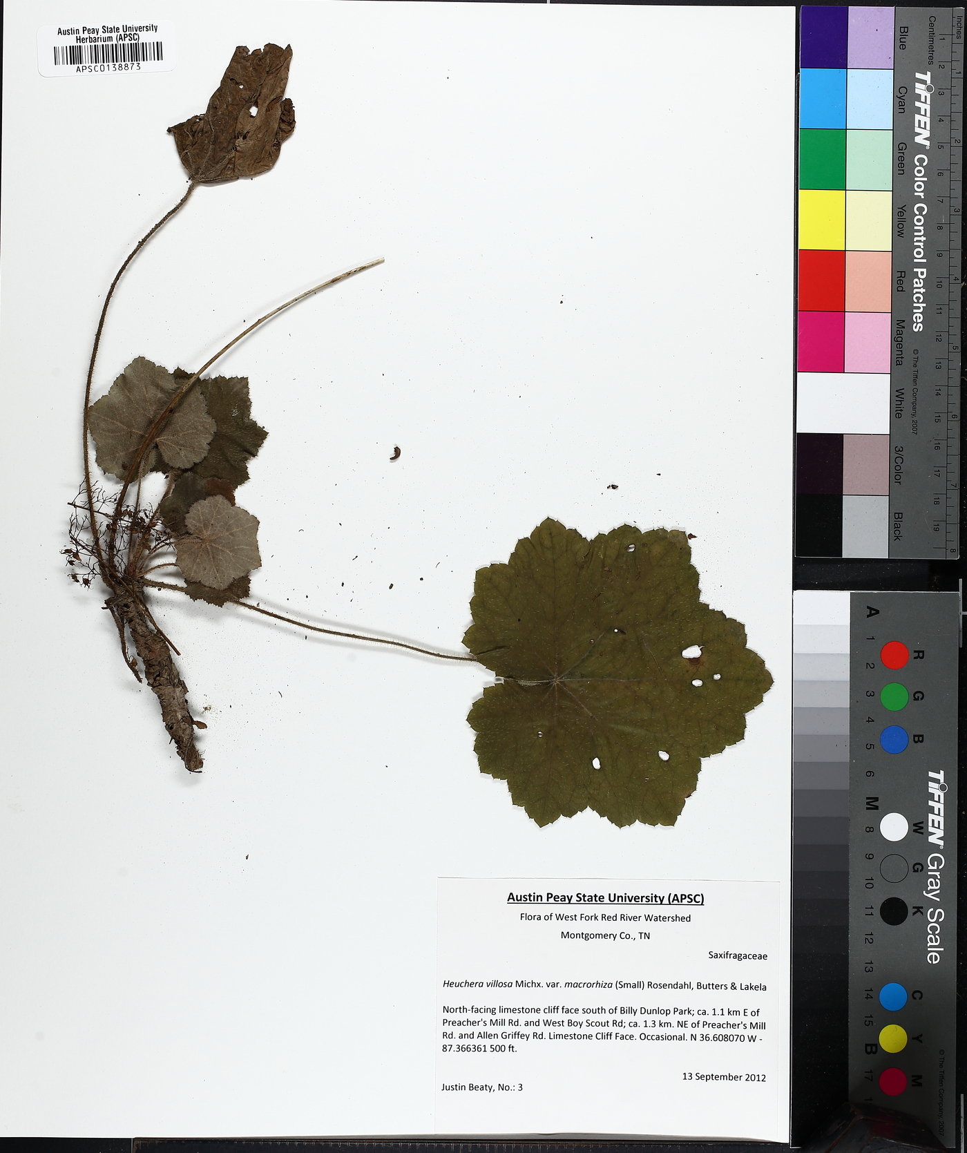 Heuchera macrorhiza image