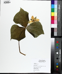 Trillium erectum image