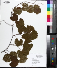 Muscadinia rotundifolia image