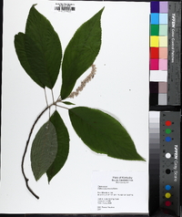 Clethra acuminata image