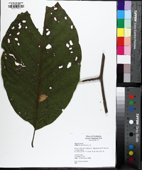 Magnolia acuminata image