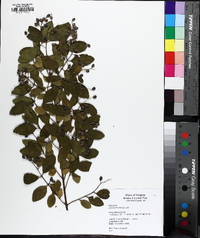 Ligustrum sinense image