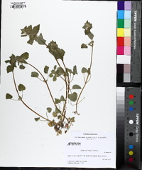 Lamium purpureum image