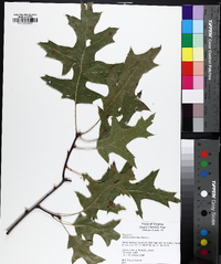 Quercus coccinea image