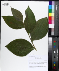 Cypripedium reginae image