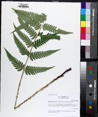 Dryopteris celsa image