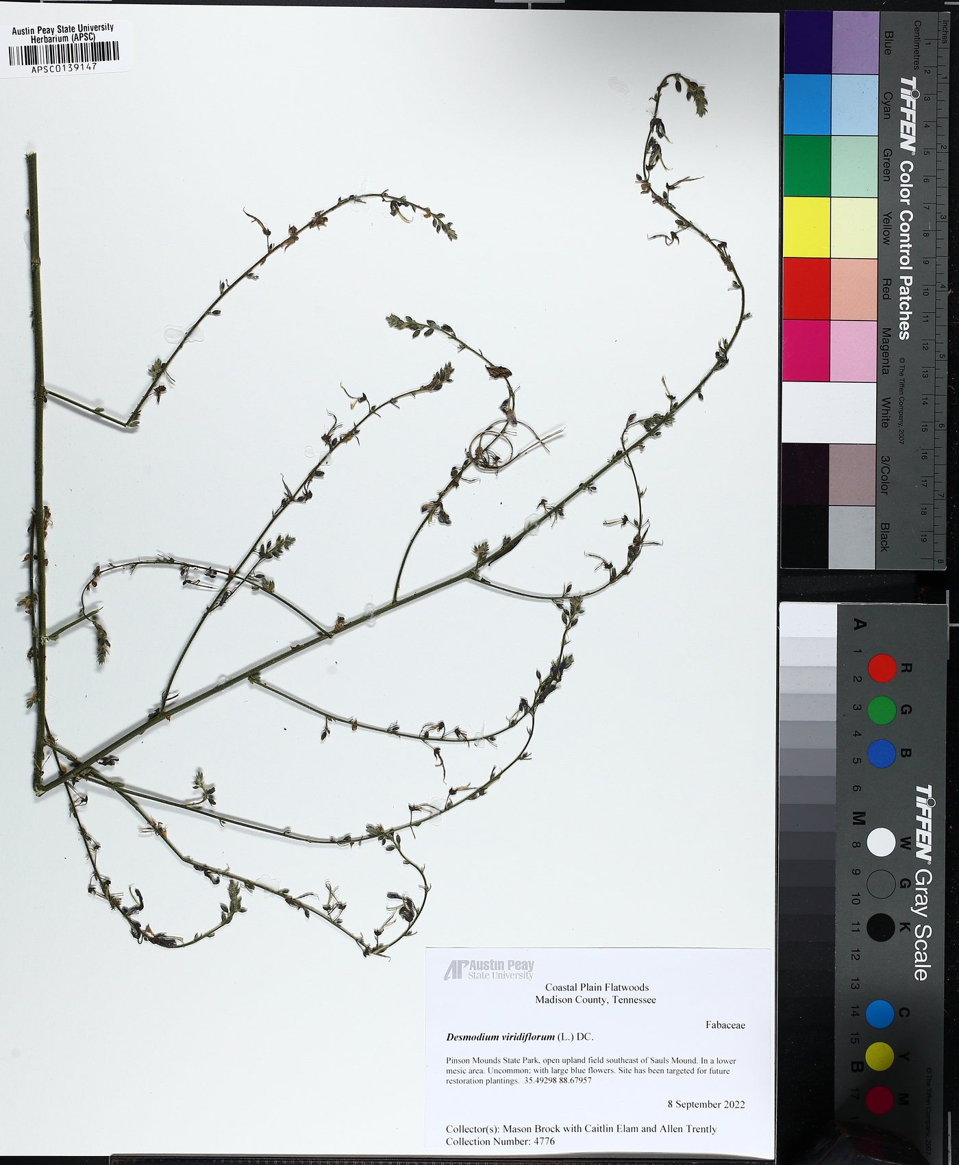Desmodium viridiflorum image