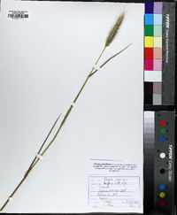 Elymus glabriflorus image