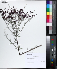 Vernonia angustifolia image