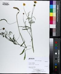 Coreopsis grandiflora image