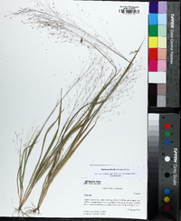 Panicum flexile image