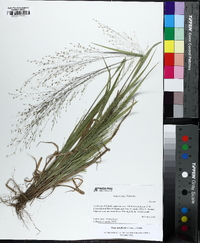 Panicum flexile image