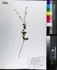 Desmodium ciliare image