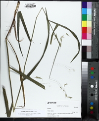 Bromus pubescens image